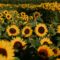 Sunflower Farms and Festivals to Visit in and Around Metro Vancouver