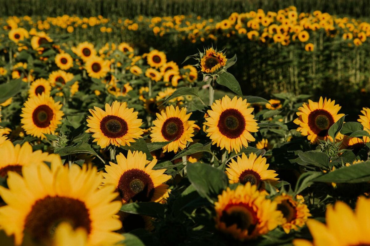Summer Day Trip Sunflower Farms to Visit in and Around Metro Vancouver