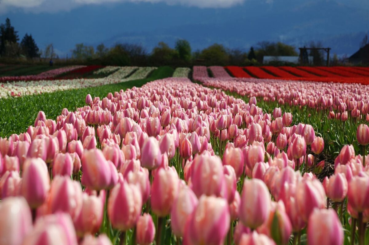 2023 Chilliwack Tulip Festival Returns With 20 Acres of Colourful