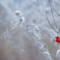 Things to Do During Christmas Day and Boxing Day in Hamilton - 2025