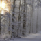 Things to Do on Christmas & Boxing Day in Charlottetown