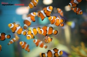 Clown Fish, Ripley’s Aquarium of Canada