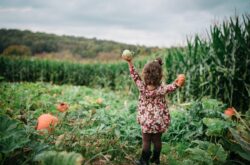 Corn Mazes and Pumpkin Patches near Halifax