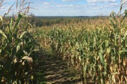 30 Corn Mazes in Ontario For a Fun Fall Day Trip - 2025 Season