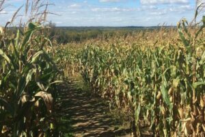 Corn Mazes in Ontario