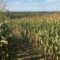 30 Corn Mazes in Ontario For a Fun Fall Day Trip - 2025 Season