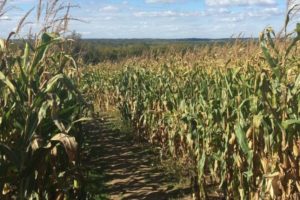 30 Corn Mazes in Ontario For a Fun Fall Day Trip