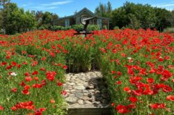 Coutts Centre: This Heritage Garden is Perfect For a Summer Day Trip From Calgary