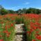 Coutts Centre: This Heritage Garden is Perfect For a Summer Day Trip From Calgary
