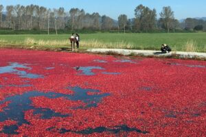 Fall Fests, Apples, Corn Mazes, Pumpkins: Fun Vancouver Area Family Farms to Visit During Fall