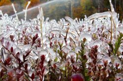 Ice Skating Trail, Night Skating, and More!: Why You Should Visit Cranberry Marsh During Winter