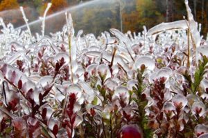 5 Reasons Why You Should Visit Cranberry Marsh During Winter