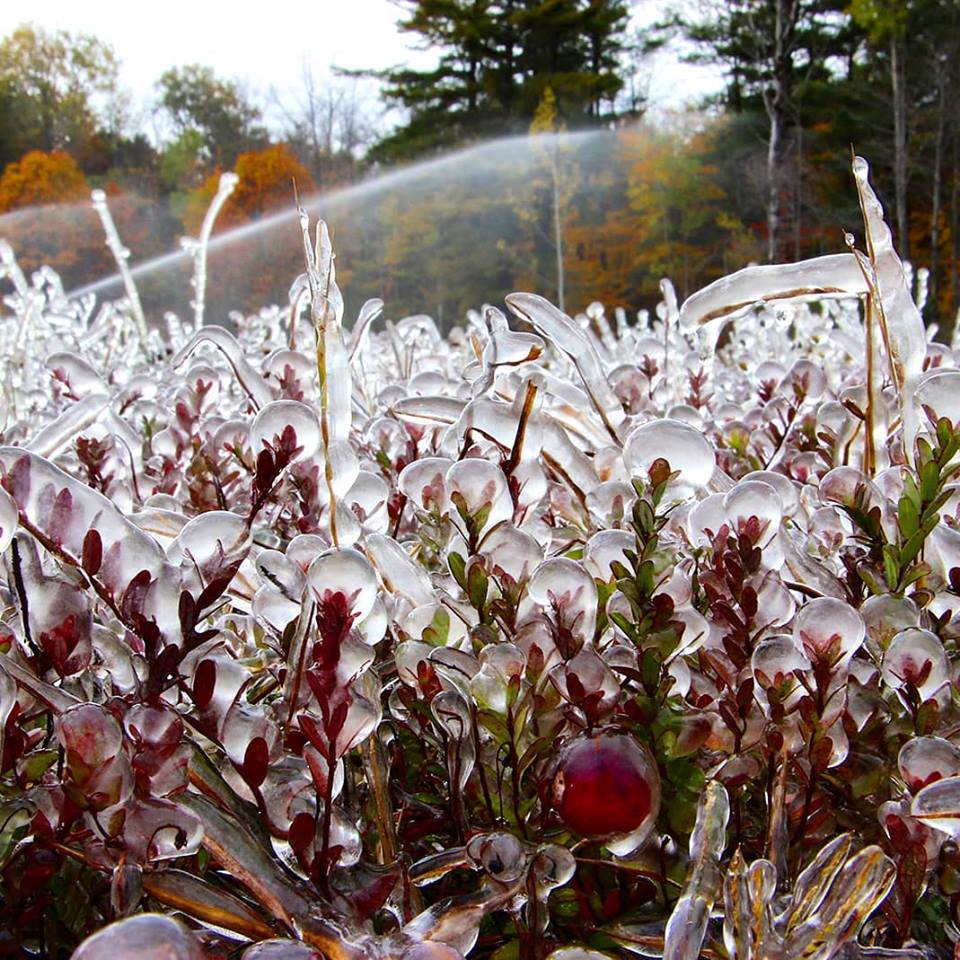 5 Reasons Why You Should Visit Cranberry Marsh During Winter