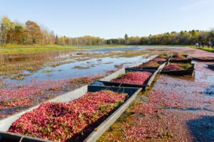 Cranberry Harvest