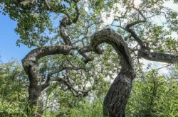 Saskatchewan's Crooked Bush: A Natural Wonder of Twisted Aspens, Perfect for a Spooky Fall Adventure