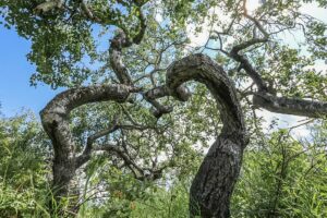 Saskatchewan's Crooked Bush: A Natural Wonder of Twisted Aspens, Perfect for a Spooky Fall Adventure