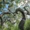 Saskatchewan's Crooked Bush: A Natural Wonder of Twisted Aspens, Perfect for a Spooky Fall Adventure