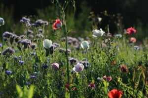 Cut-Flower Gardens: U-Pick Flower Farms to Visit in Alberta