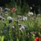 Cut-Flower Gardens: U-Pick Flower Farms to Visit in Alberta