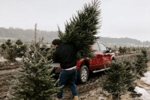 Cut Your Own Tree: Christmas Tree Farms in Greater Toronto Area & Hamilton