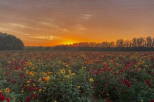 Asparagus to Sunflowers: Visit Andrews Scenic Acres Near Toronto Offering a Variety of U-Picks and Family Fun