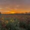Asparagus to Sunflowers: Visit Andrews Scenic Acres Near Toronto Offering a Variety of U-Picks and Family Fun