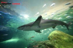 Dangerous Lagoon, Ripley's Aquarium of Canada