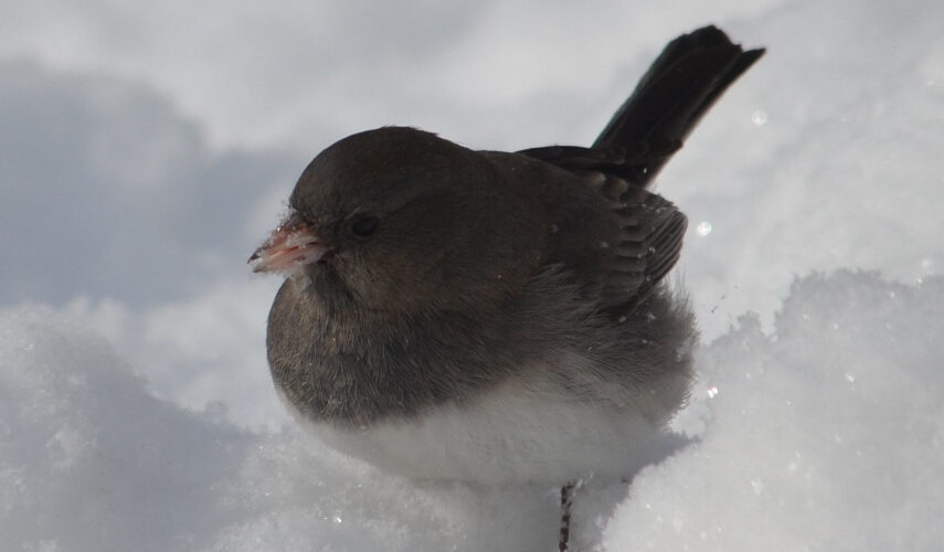 Kitchener Christmas Bird Count
