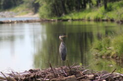 15 Places to Go Birding in and Around Calgary