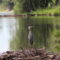 15 Places to Go Birding in and Around Calgary