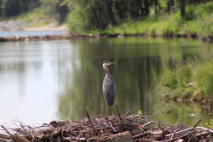 15 Places to Go Birding in and Around Calgary