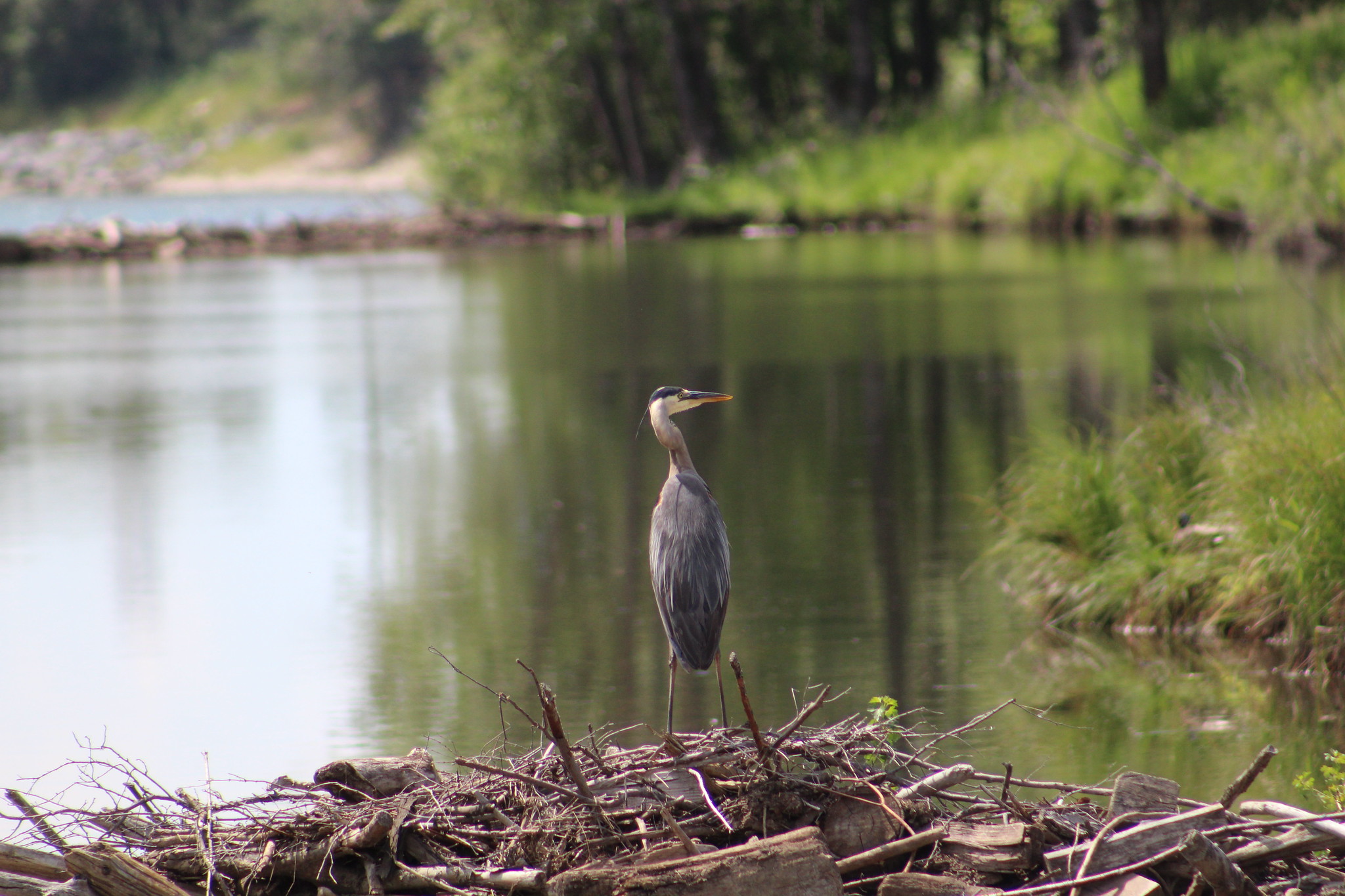 15 Places to Go Birding in and Around Calgary