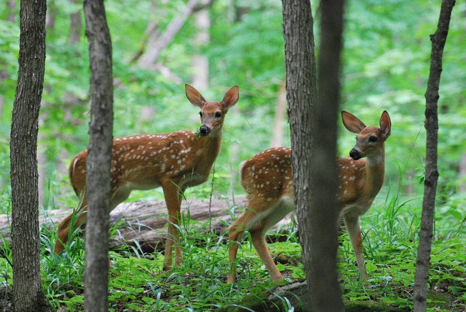 Bronte Creek Provincial Park Weather