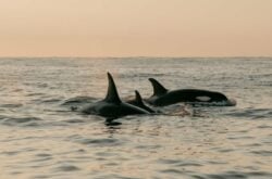 8 of the Best Boat Tours to Explore Nature in Newfoundland