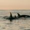 8 of the Best Boat Tours to Explore Nature in Newfoundland