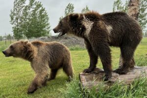 Discovery Wildlife: Stay Overnight or Explore This Wildlife Sanctuary in Central Alberta