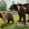 Discovery Wildlife: Stay Overnight or Explore This Wildlife Sanctuary in Central Alberta