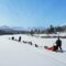 Winter Adventures: Places Offering Dogsledding Tours in Alberta
