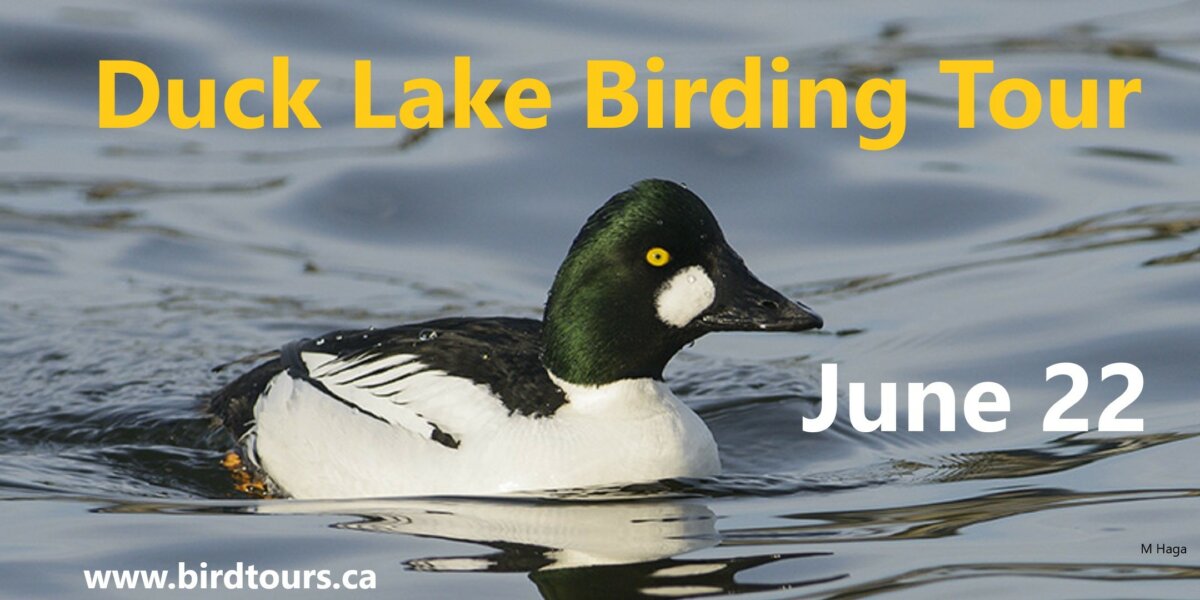 Duck Lake and Nisbet Forest Bird