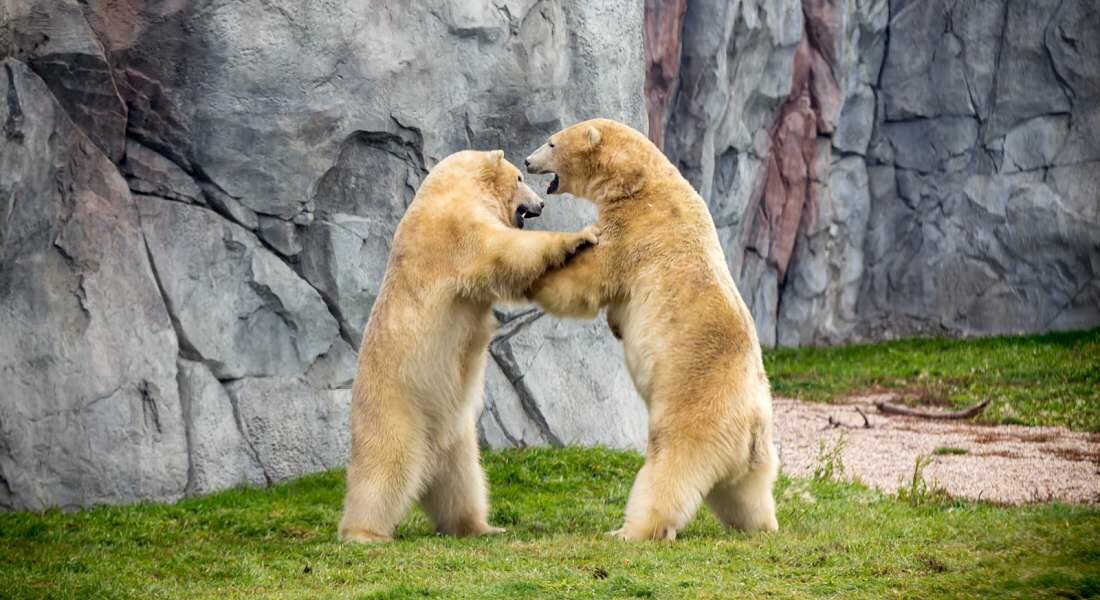 Earth Day Weekend at the Zoo