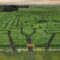 Edmonton Corn Maze