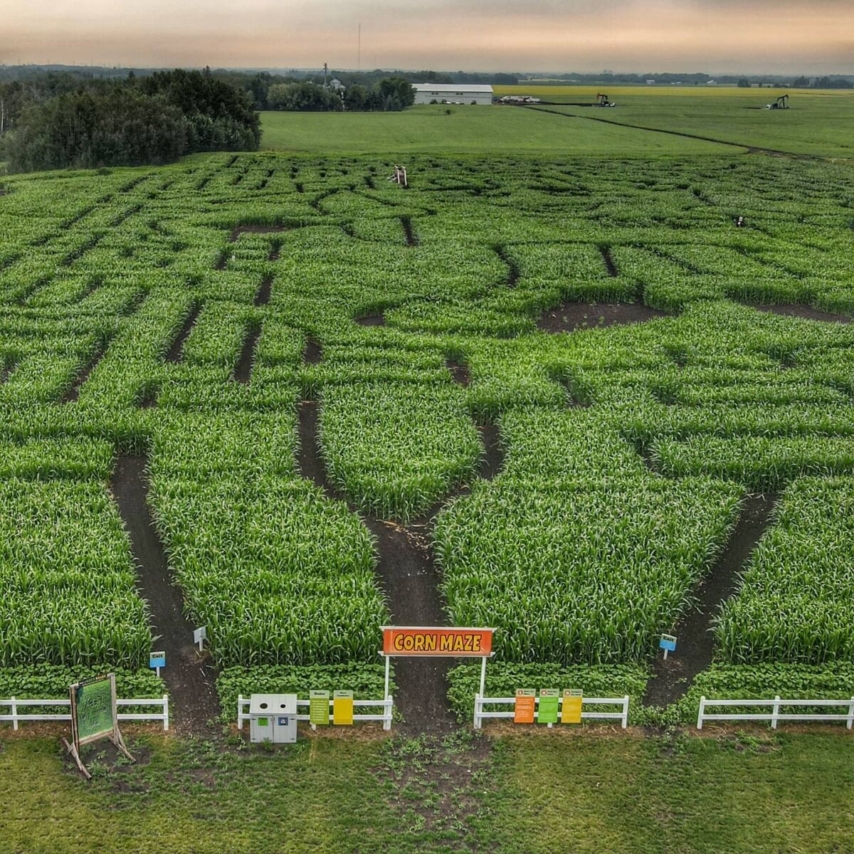 Edmonton Corn Maze