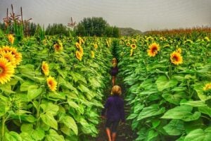 50 Summer Activities to Do with Friends or on a Date in Edmonton