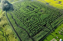 Explore 100 Years of AMA History at Edmonton Corn Maze
