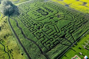 Explore 100 Years of AMA History at Edmonton Corn Maze