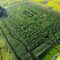 Explore 100 Years of AMA History at Edmonton Corn Maze