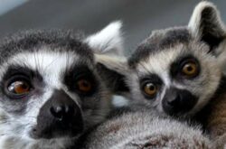 Lemurs, Edmonton Valley Zoo
