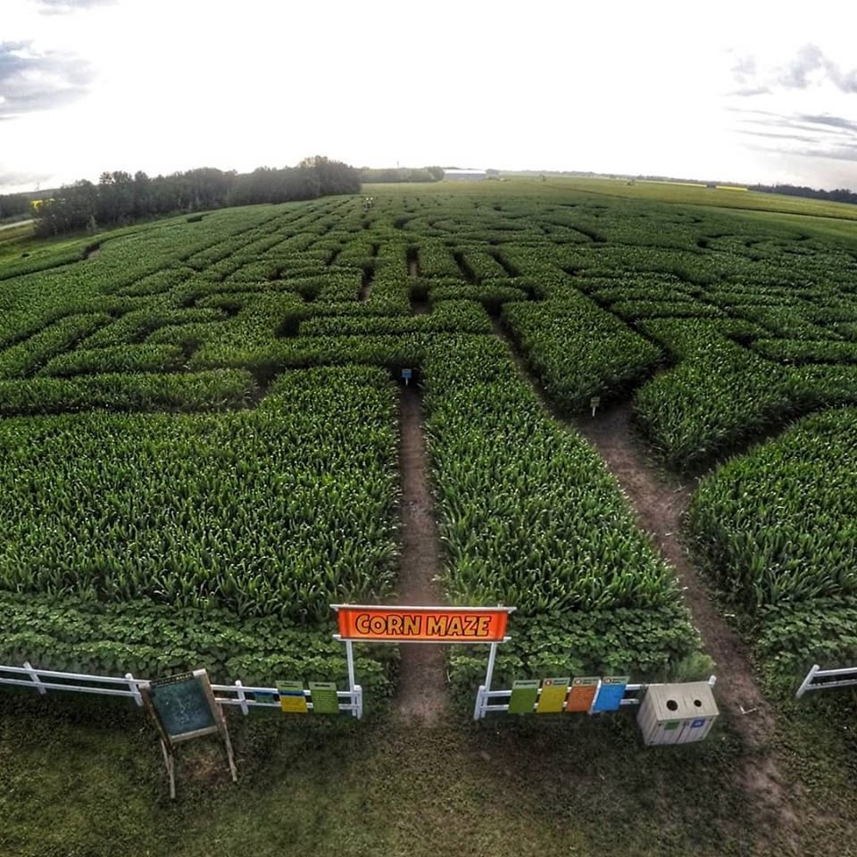 Edmonton Corn Maze Reopens on July 27