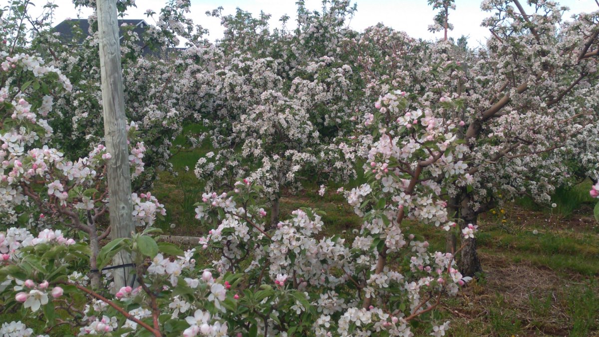 12 Places to See Apple Blossoms in Nova Scotia