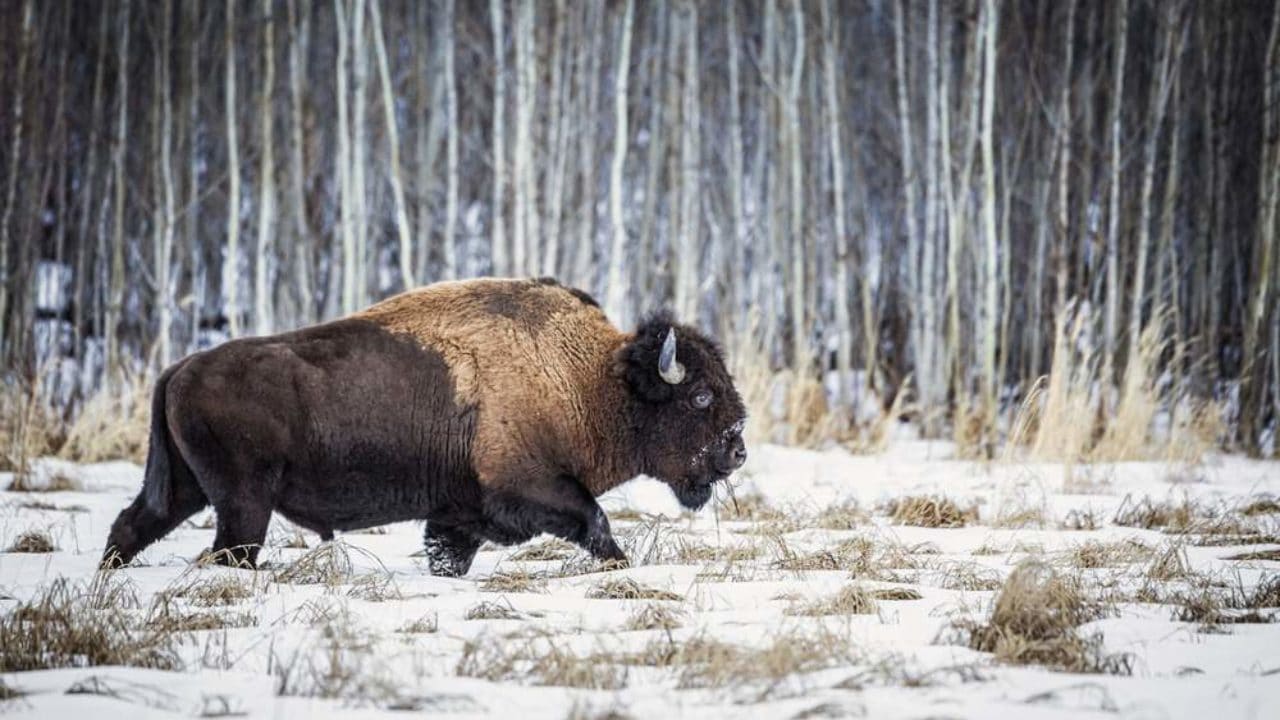 10 Reasons To Visit Elk Island National Park During Winter To Do Canada